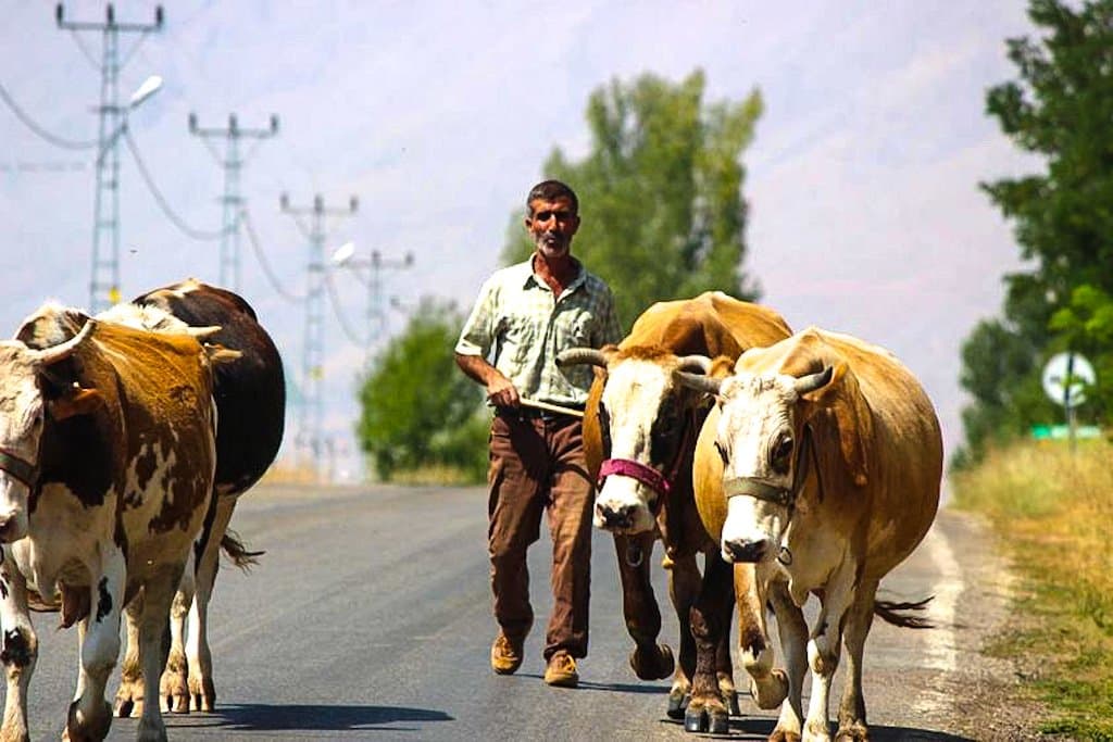 Ali K. — çalışma 1