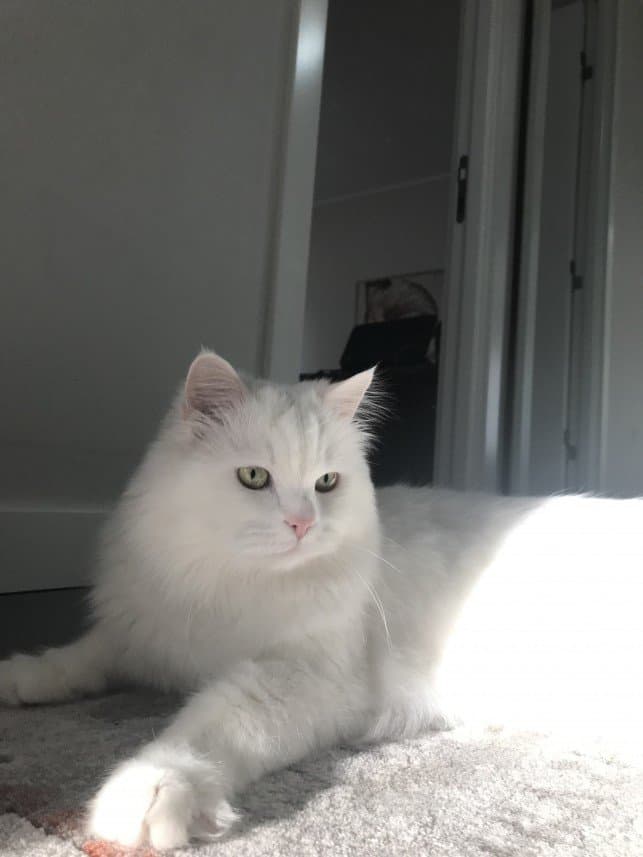 Almina D. — çalışma 1