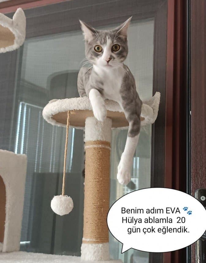 Patishe H. — çalışma 1