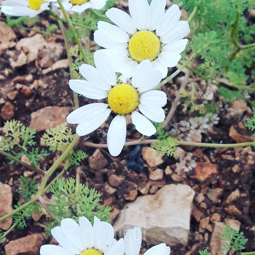 Aşkın K. — çalışma 2