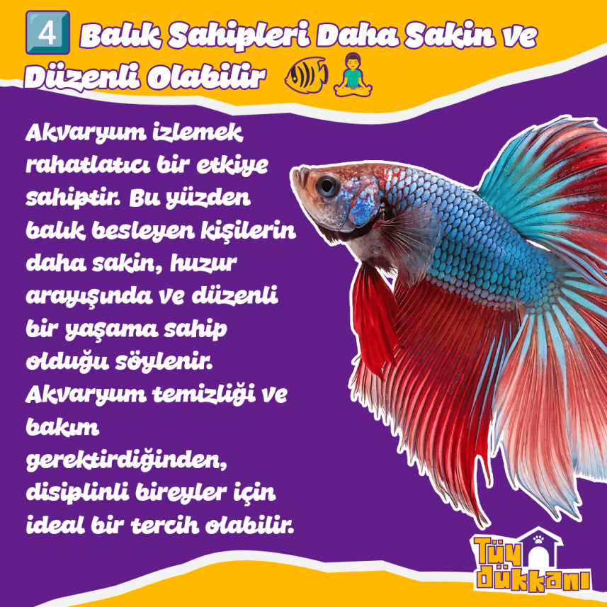 Ayberk B. — çalışma 2