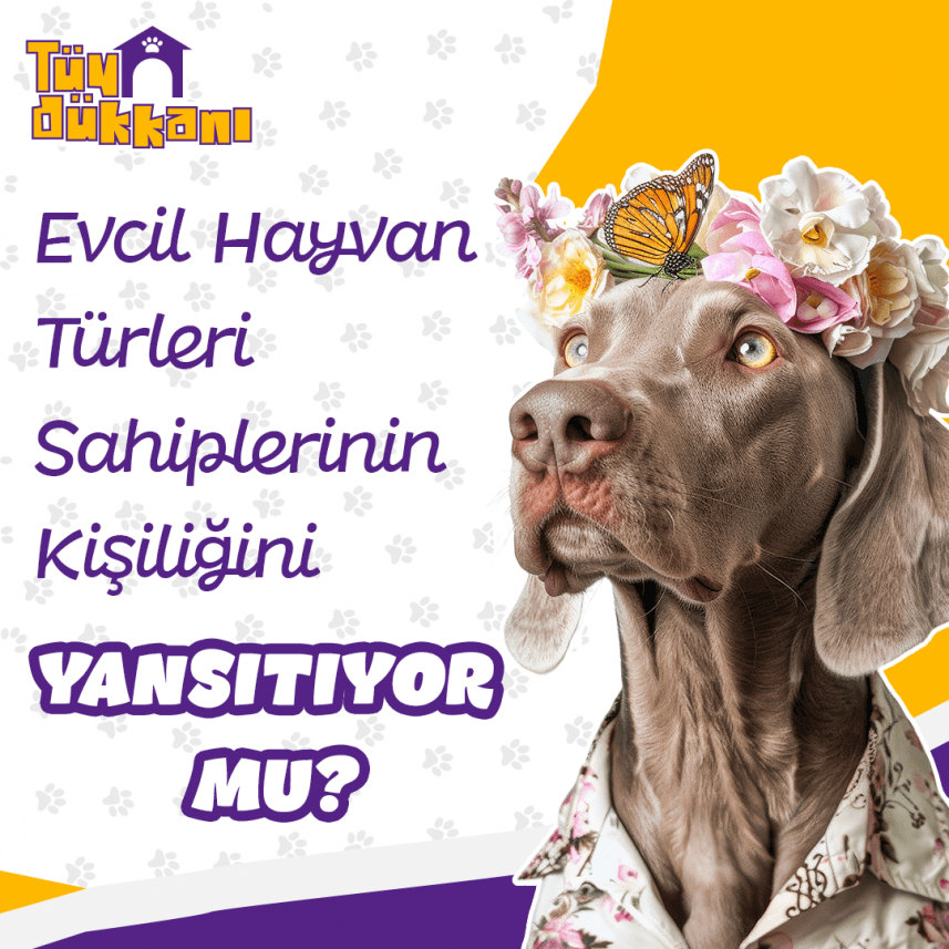 Ayberk B. — çalışma 3