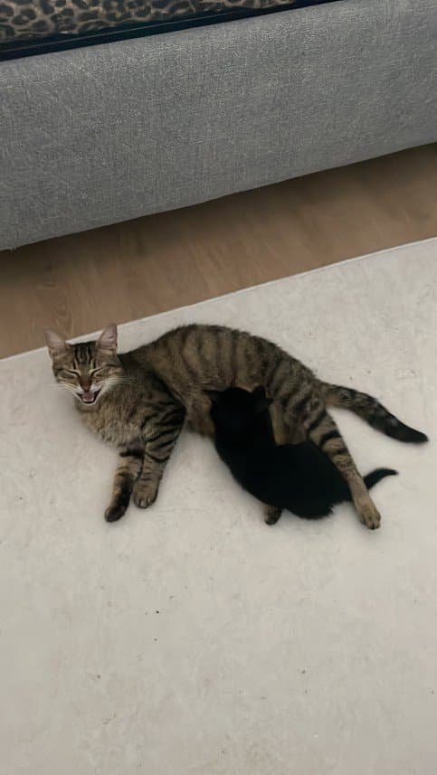 Aybüke Ö. — çalışma 1