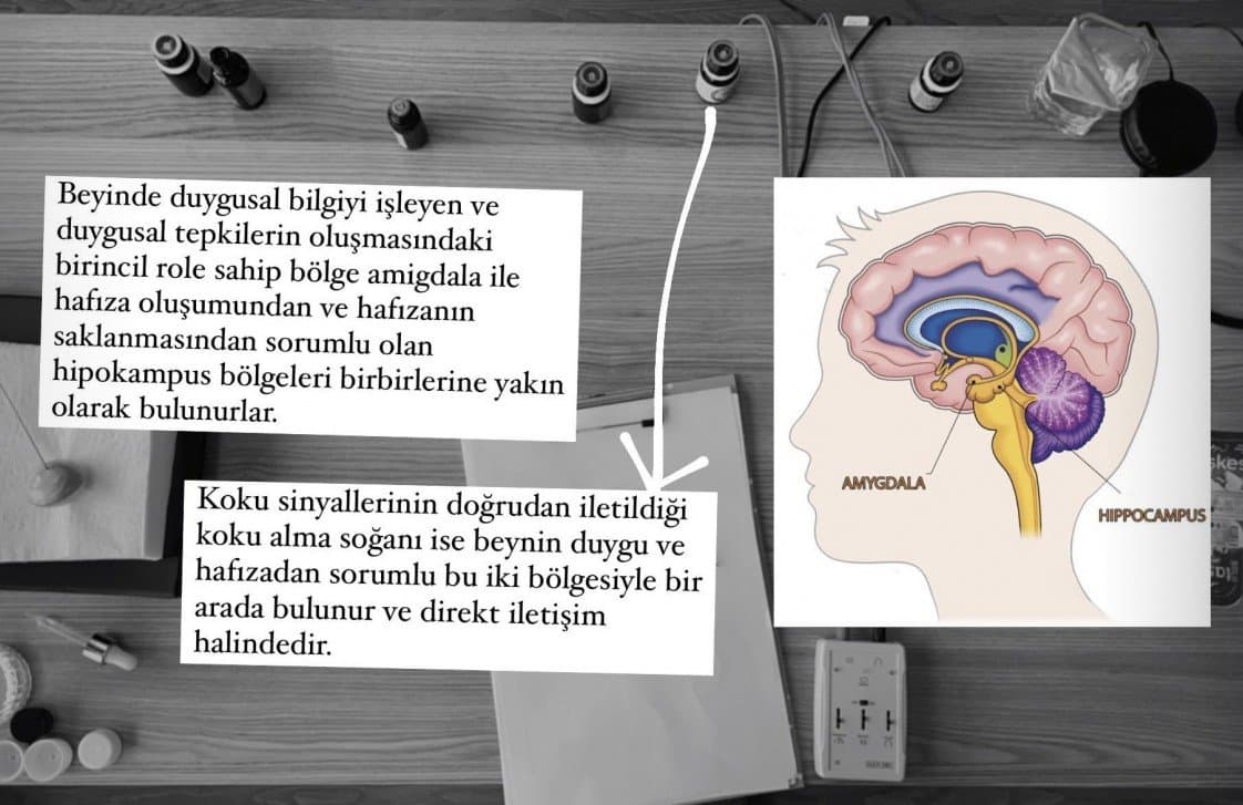 Ayşe G. — çalışma 3