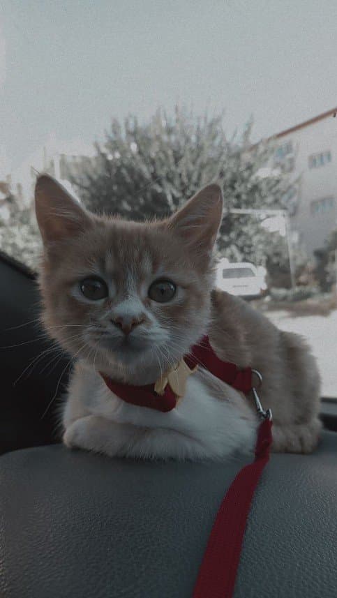 Beyza K. — çalışma 1