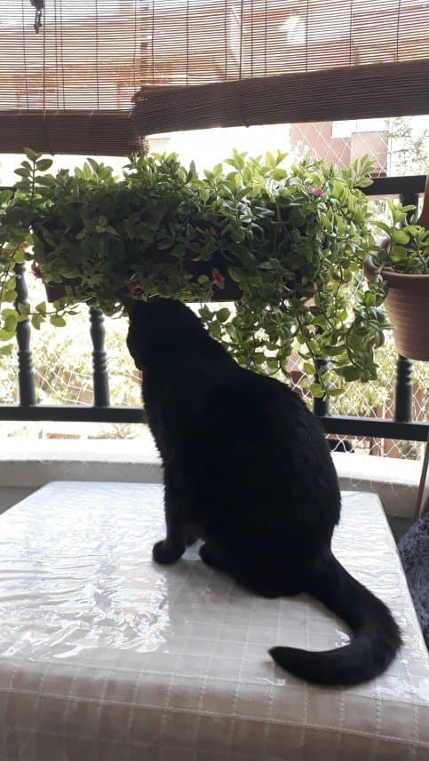 Birgül A. — çalışma 4