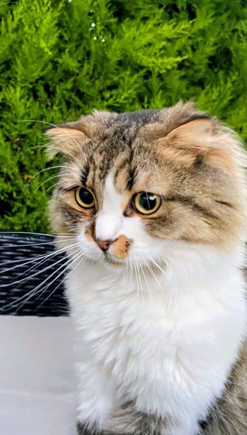 Birol B. — çalışma 1