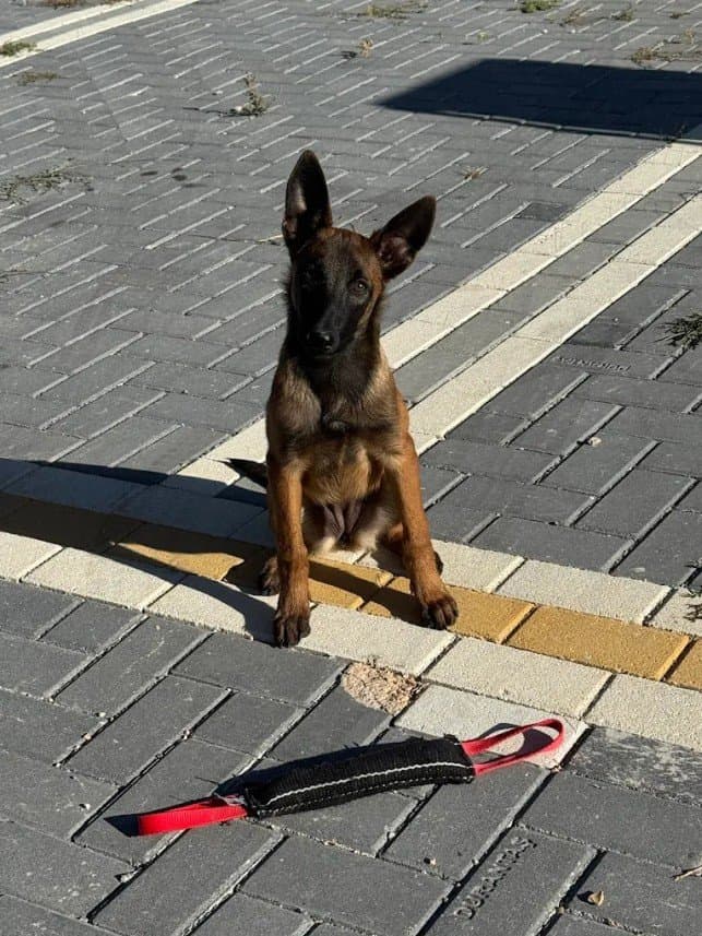 Can G. — çalışma 8