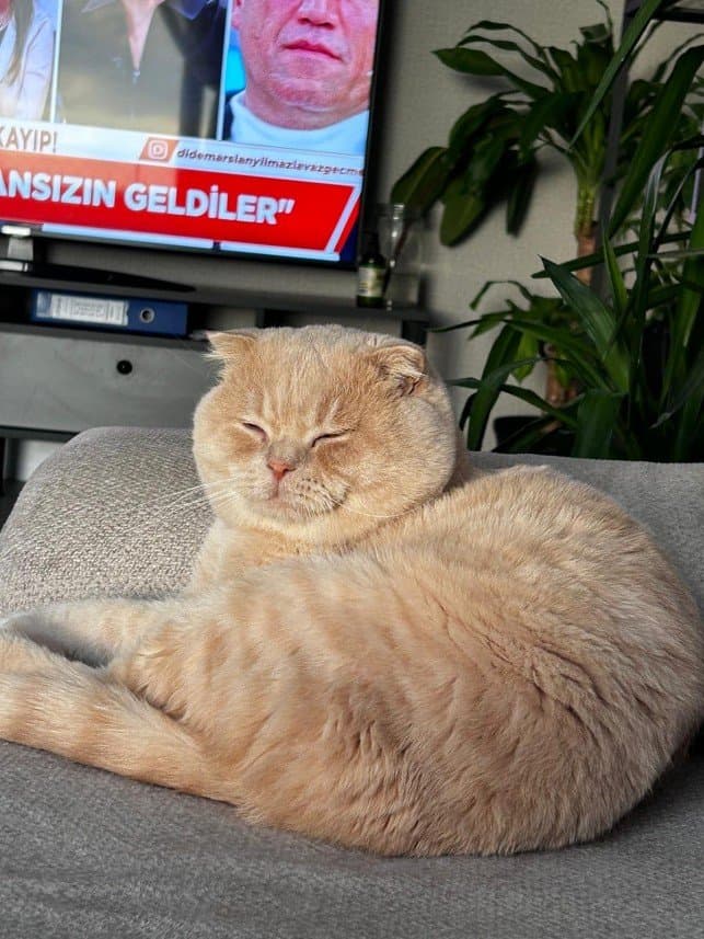 Cemil Ş. — çalışma 2