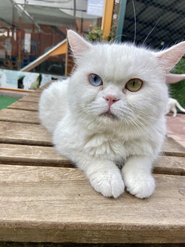 Cihat Ç. — çalışma 4