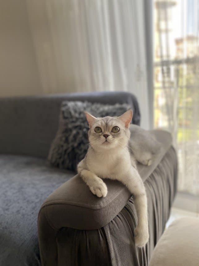 Damla M. — çalışma 2