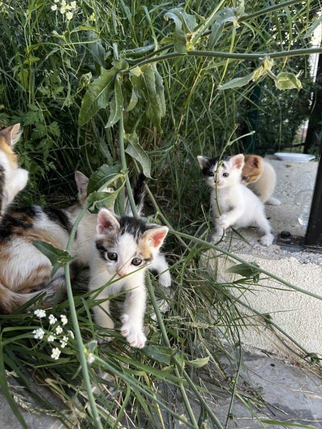Buket Ç. — çalışma 6
