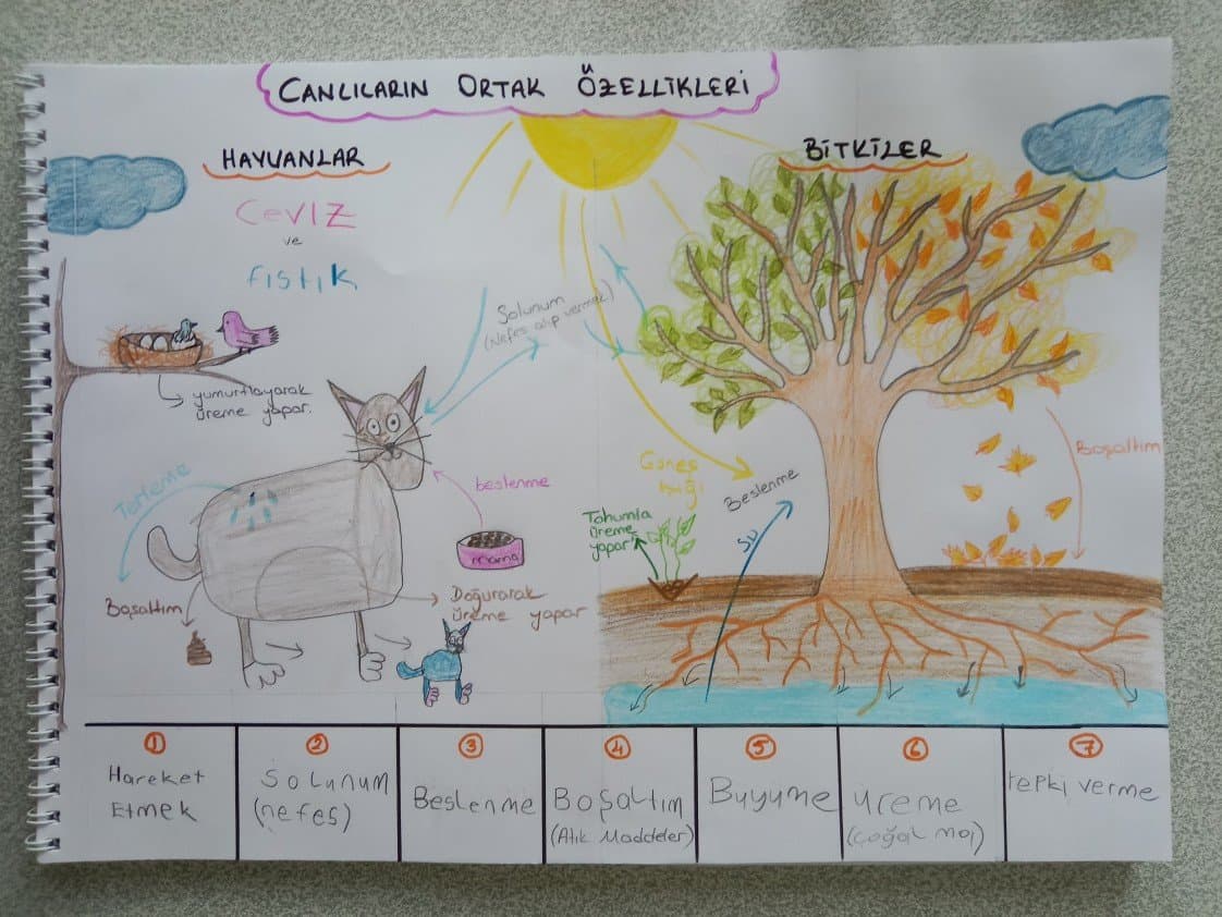 Dilara Ş. — çalışma 3