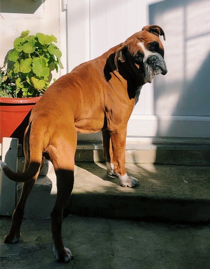 Dilara M. — çalışma 8