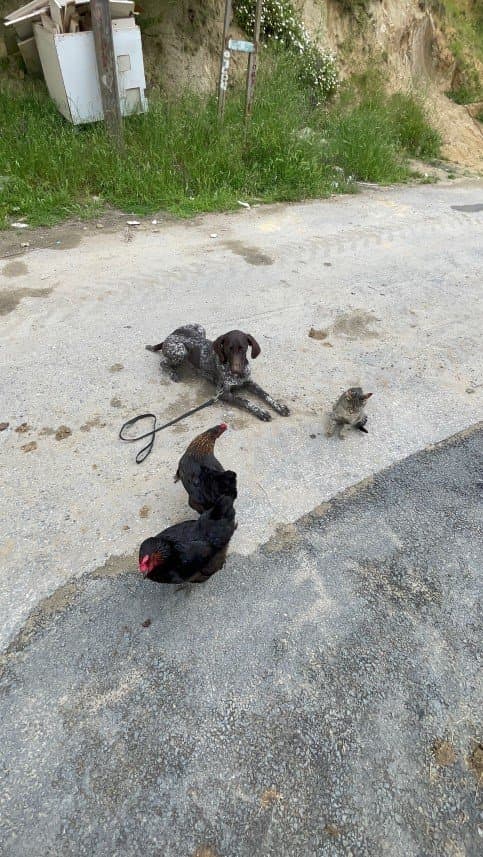 Dog İ. — çalışma 4