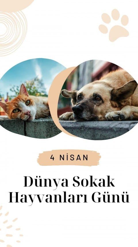 Duhanur T. — çalışma 3