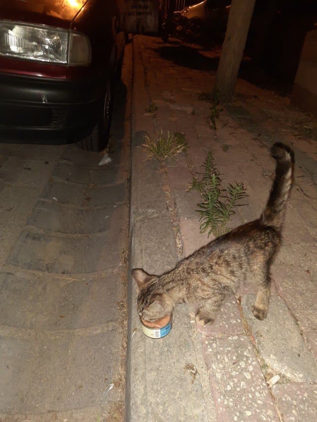 Ekin Ş. — çalışma 1