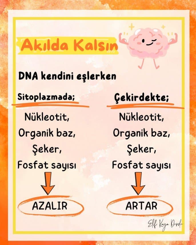 Elif D. — çalışma 1