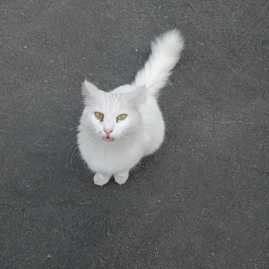 Fatma A. — çalışma 1