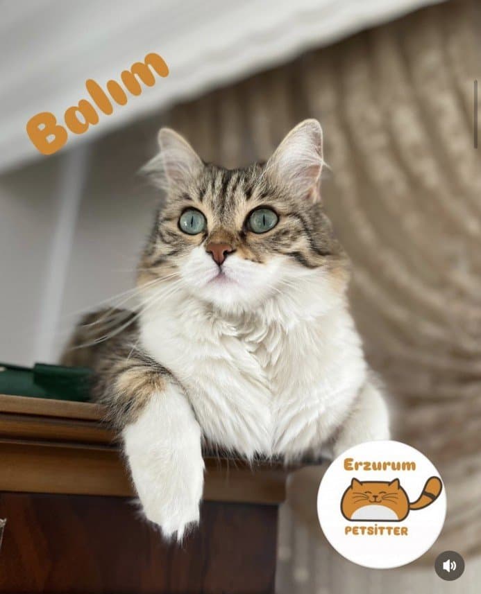 Fatma T. — çalışma 2