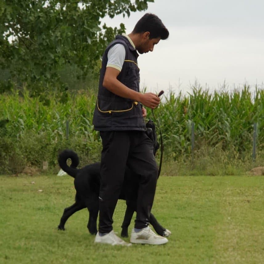 K9 S. — çalışma 3