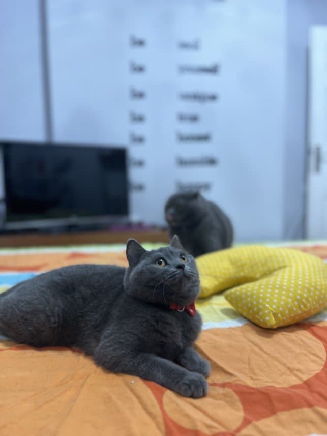 Habibe G. — çalışma 1
