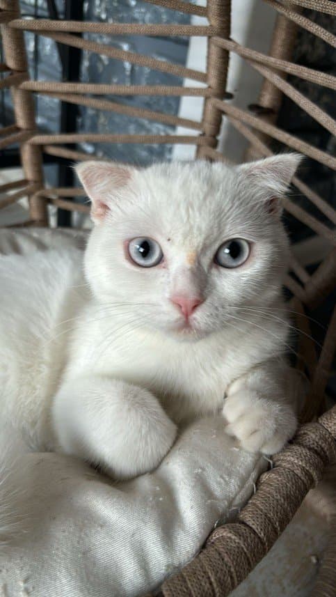 Hatice A. — çalışma 1
