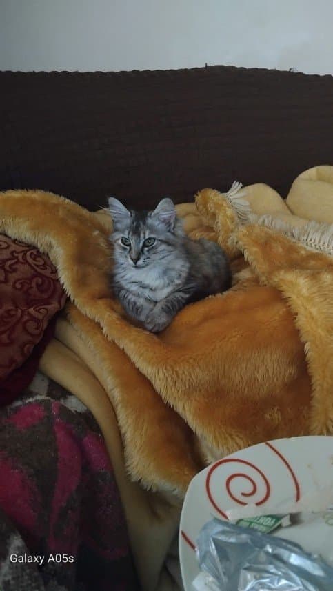 Hilal İ. — çalışma 4