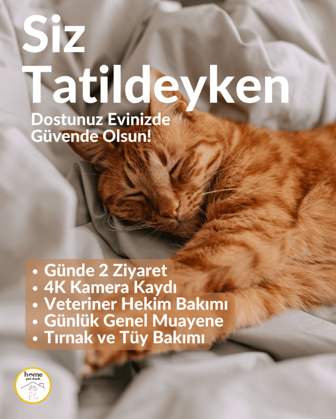 Home C. — çalışma 1
