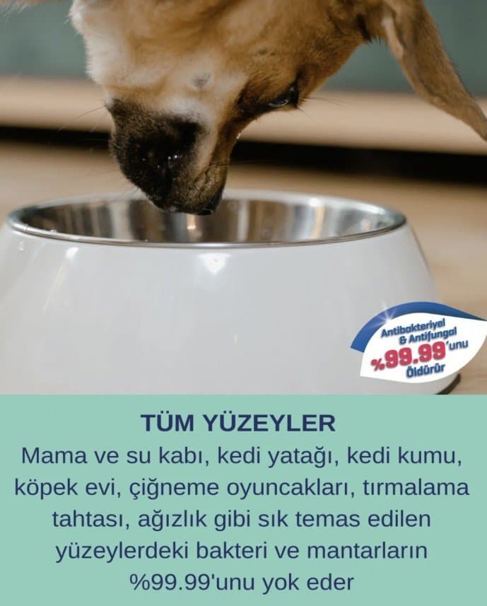 Kedili E. — çalışma 5