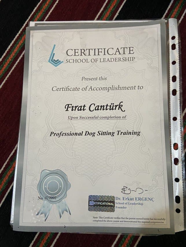 Köpek C. — çalışma 3