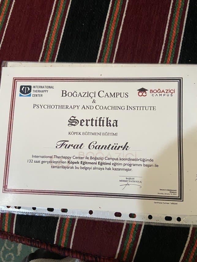 Köpek C. — çalışma 5