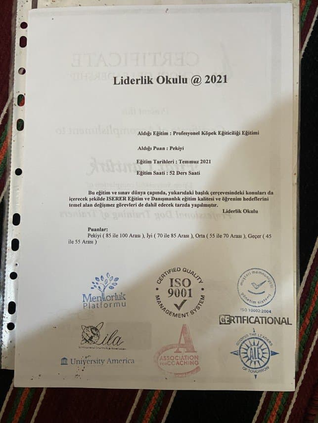 Köpek C. — çalışma 6