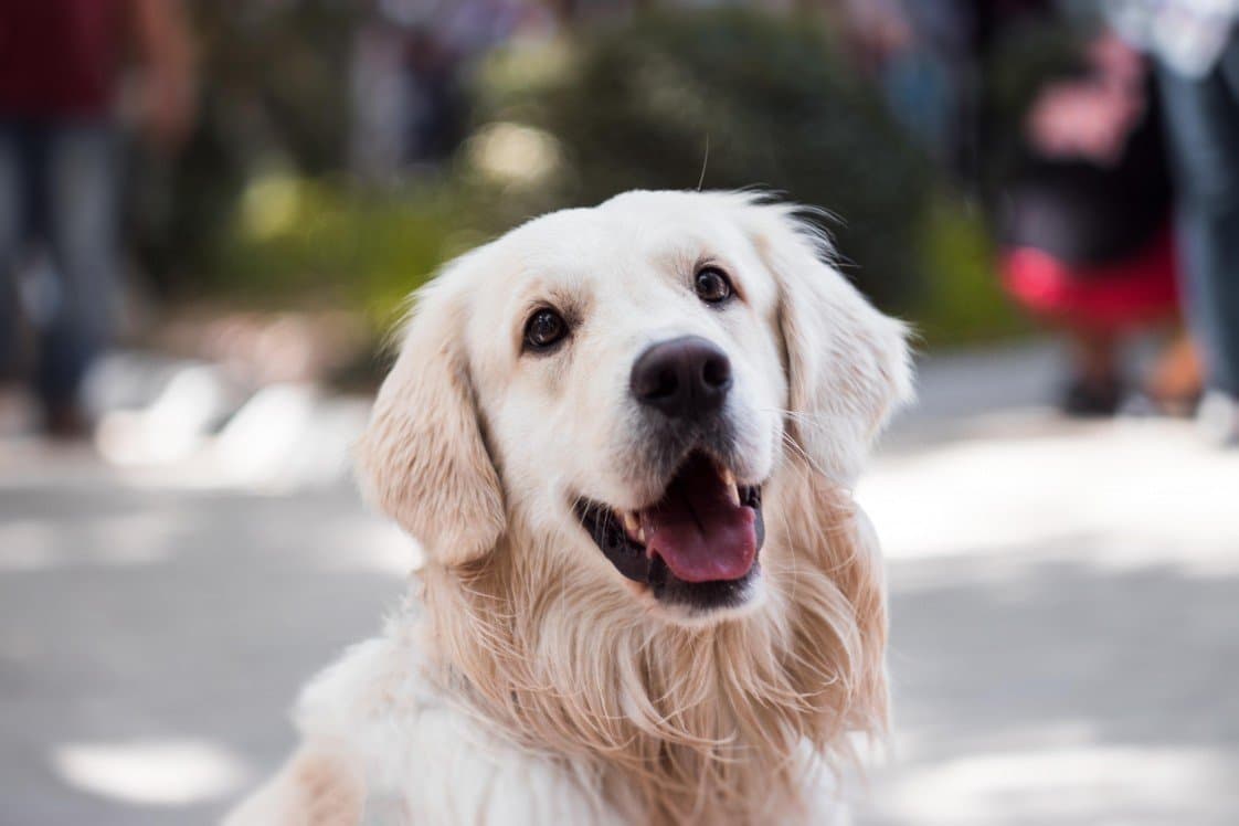 Köpek E. — çalışma 7