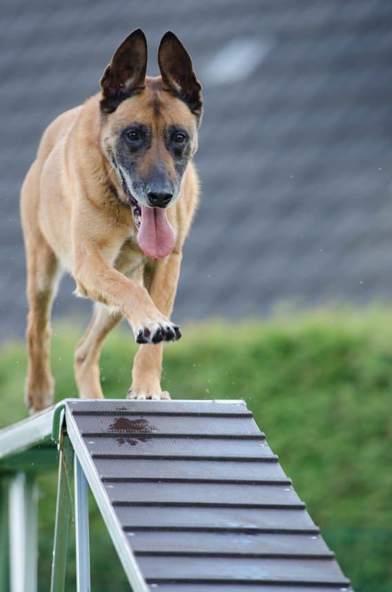 Köpek E. — çalışma 5