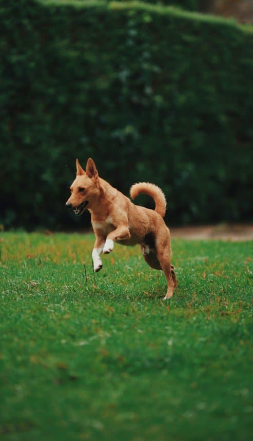 Köpek E. — çalışma 6