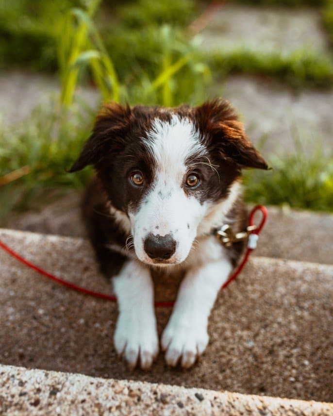 Köpek E. — çalışma 4