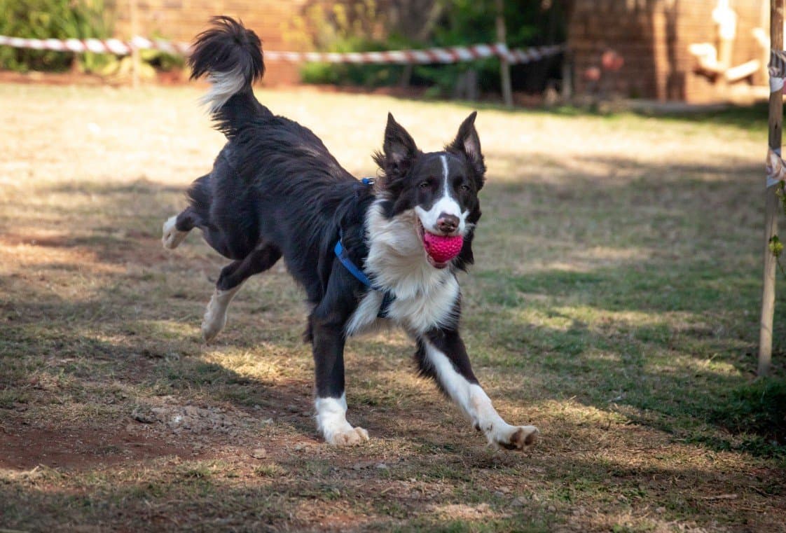 Köpek E. — çalışma 2
