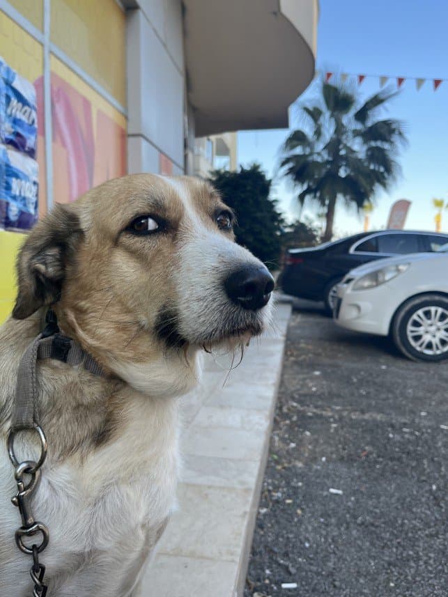 Kutay Ç. — çalışma 5