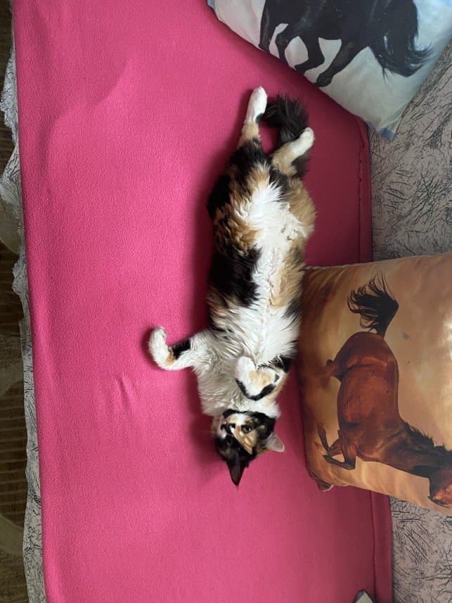 Larasu S. — çalışma 4