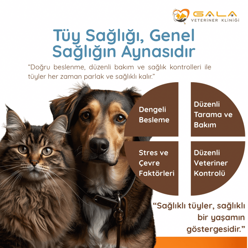 Mehmet K. — çalışma 4