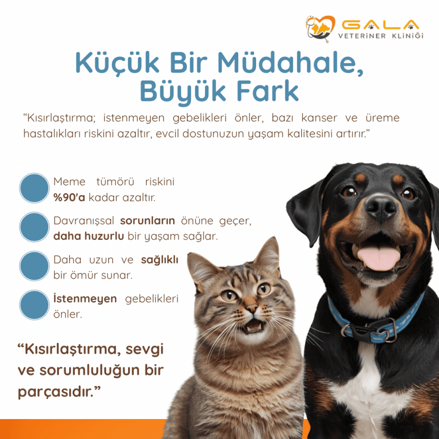 Mehmet K. — çalışma 8