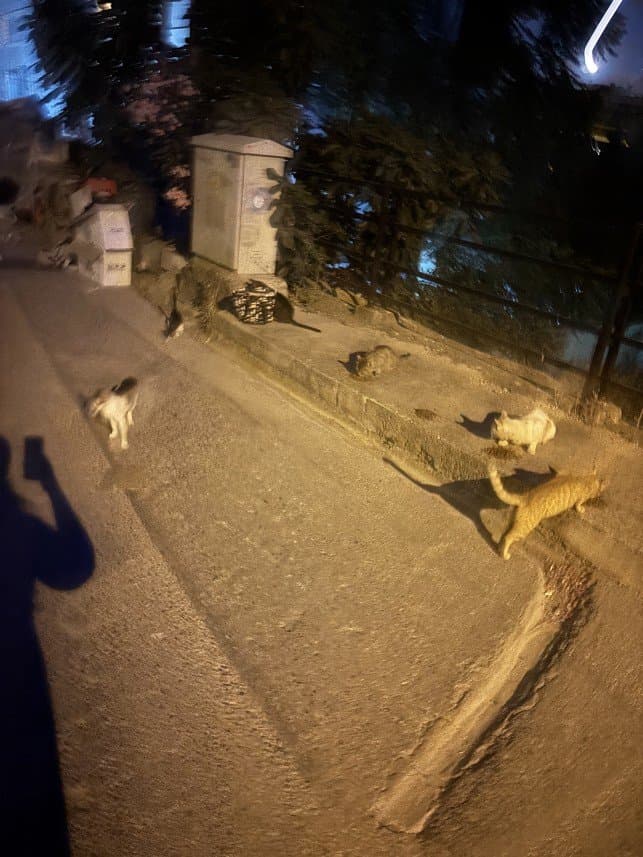 Mehriye A. — çalışma 8