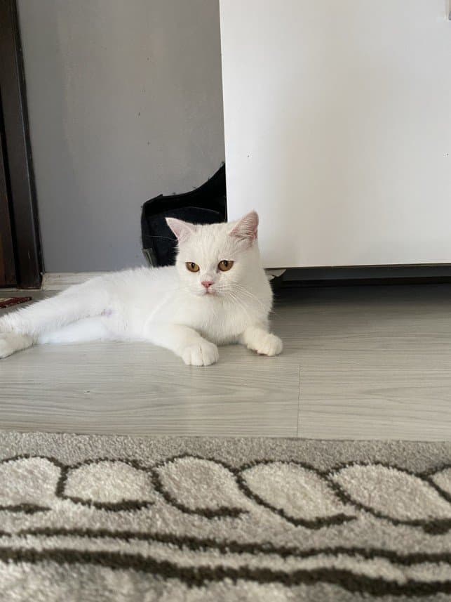 Melek I. — çalışma 4