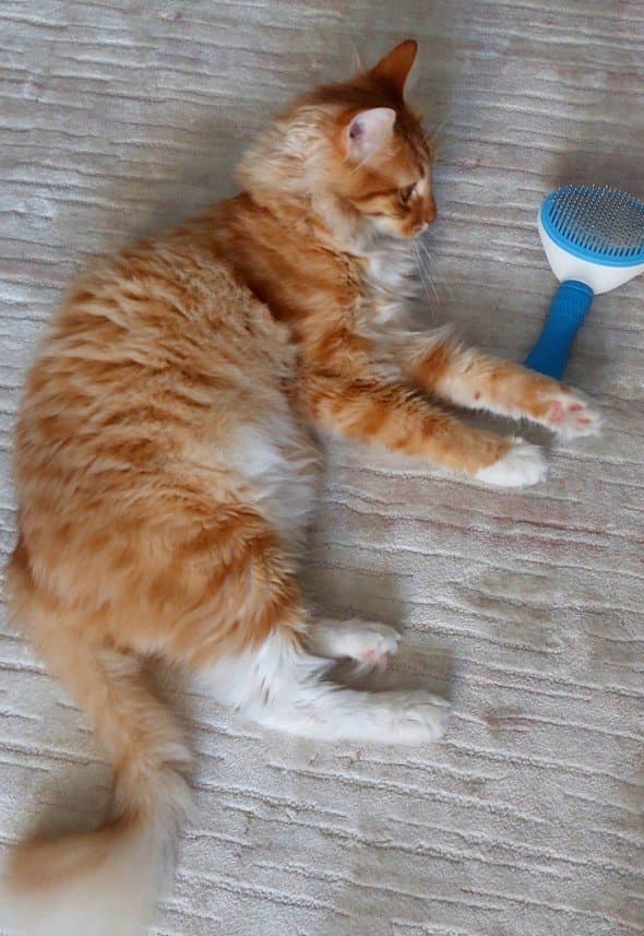 Meryem Ö. — çalışma 4