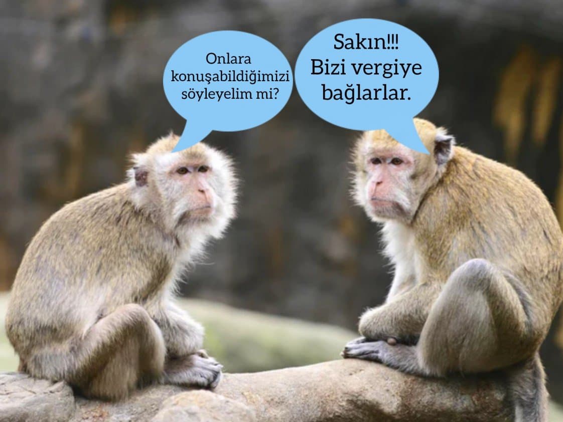 Mikail A. — çalışma 4