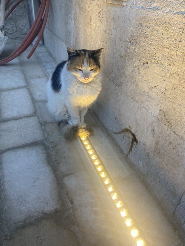 Muhammed K. — çalışma 6