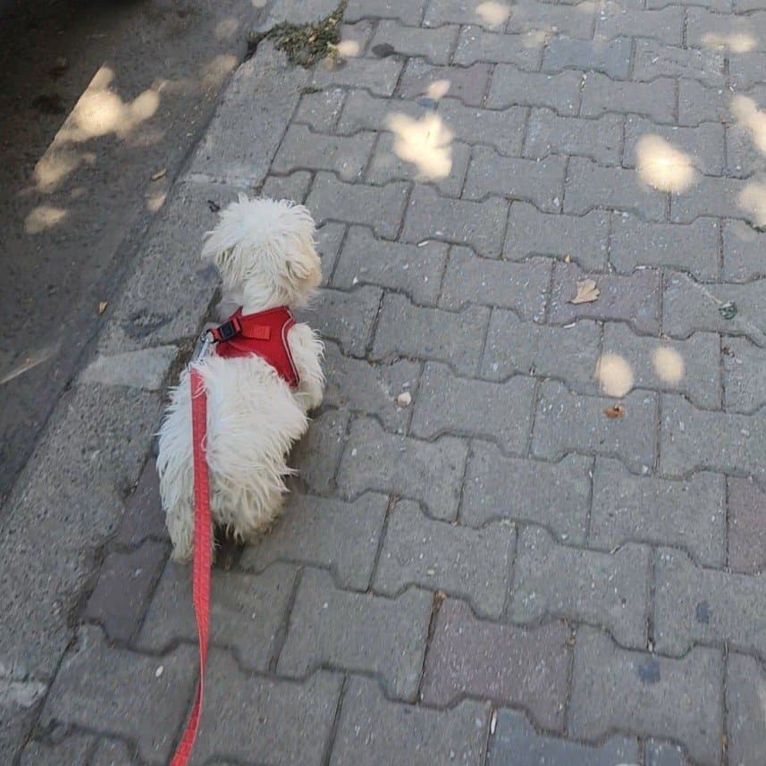 Mustafa A. — çalışma 1