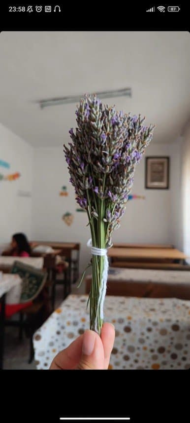 Nafile E. — çalışma 2