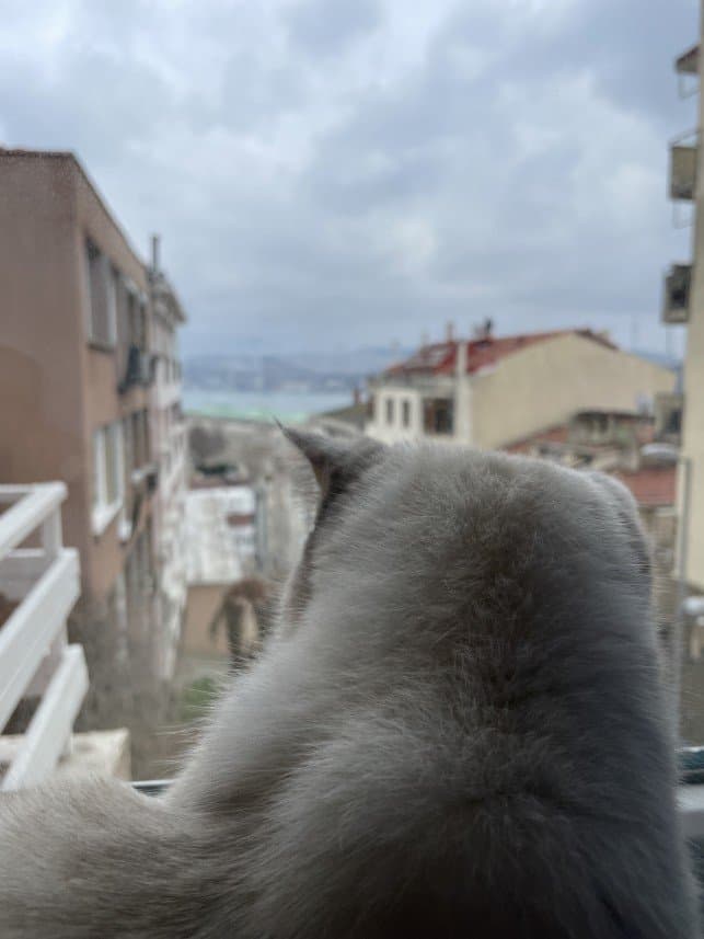 Nazlı K. — çalışma 1